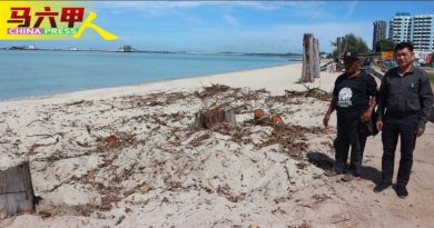 公主海滩修砍百棵树 保障访客安全