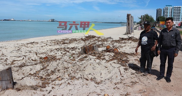 公主海滩有海蚀问题，一些严重被海蚀的树木，被砍后也会移除，右起林千宏及莫哈末阿都拉曼。