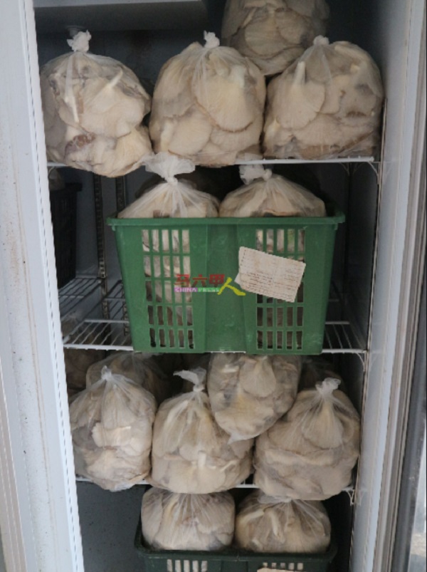菇的产量下跌，如今一天只采收30至40公斤，不足以应付甲市场的需求。