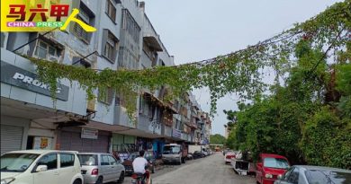 空地杂草丛生延伸路面 恐阻碍道路使用者视线