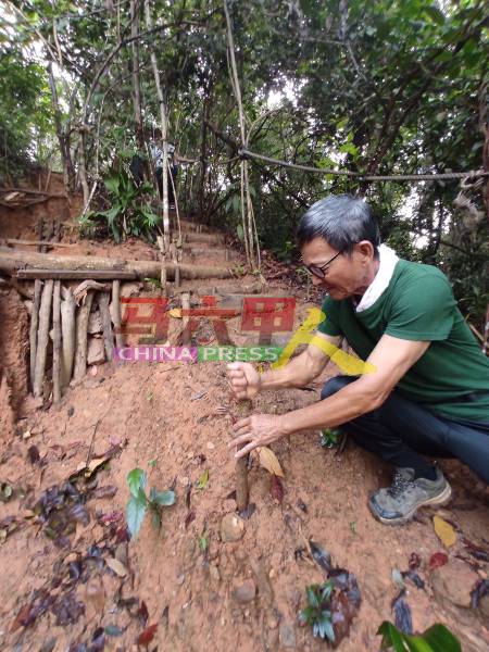 蔡锦发将山路旁的树枝固定好，充作登山客的扶手。