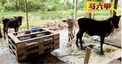 林万锋：丽丽河受污染  牛羊养殖活动所致