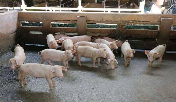 州政府受促公布州内的非洲猪瘟毁猪行动后，总共给猪农提供了多少数额的赔偿。（档案照）