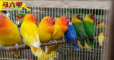 鳄鱼园内 有爱情鸟 今年放眼吸引15万访客人次