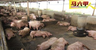 林万锋促农业部遏制病毒 确保猪肉供应链稳定