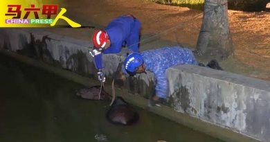 母牛游荡失足掉水池 民防局花1小时半救出