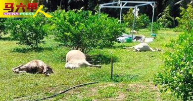 疑被下毒   60头牛集体死亡