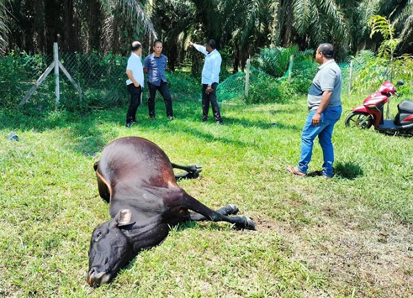 兽医局、警方等部门官员到场调查牛只死亡起因。