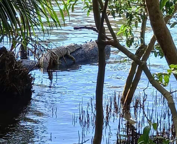 邱万兴拍到鳄鱼在木头上晒“日光浴”。