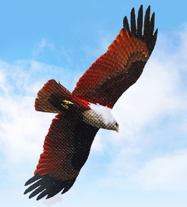 栗鸢(Brahminy kite)为鹰科栗鸢属的鸟类，分布于南亚的斯里兰卡、印度、巴基斯坦、孟加拉国以及东南亚和澳大利亚。