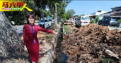 老树倒破坏周围设备 哥打拉沙马那7路  修沟