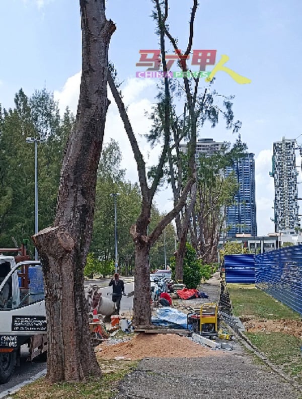 马六甲市政厅也进行树木修剪工作，确保树木经风吹雨打下不会节外生枝。