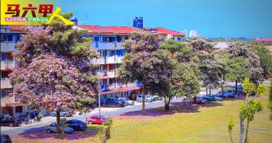 风铃木满城绽放  甲市民感受花团锦簇视觉飨宴