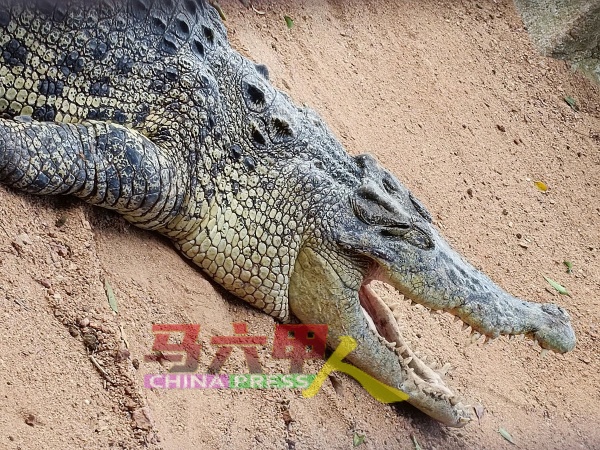 露出尖锐牙齿的鳄鱼，眼睛充满野性和杀气，让人感受到鳄鱼的凶猛和危险。