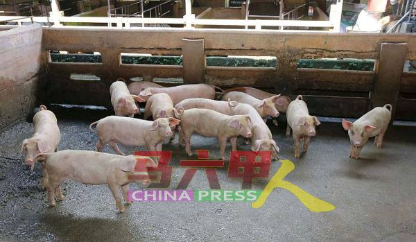 巴也明光养猪场爆发非洲猪瘟，共有1万9883只猪被毁。（档案照）