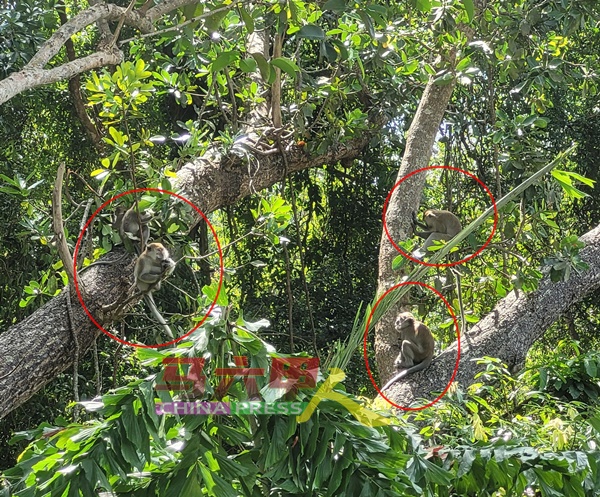 附近丛林的野猴（红圈），不时会到丹绒比达拉海滩觅食。