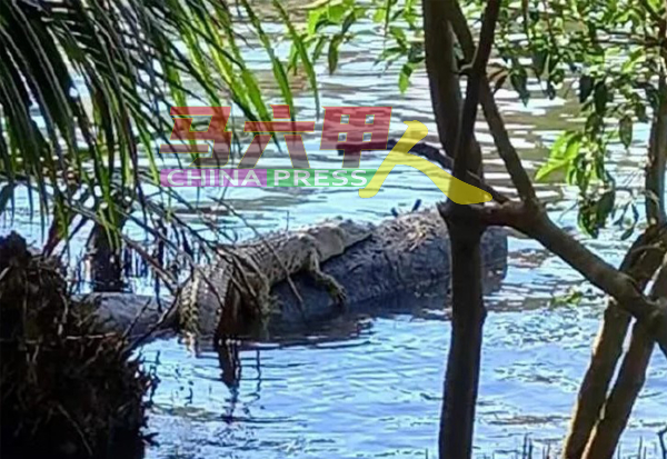 约2公尺长铜鳄“失踪”约9个月后，再次浮现在甲市马六甲河水面。