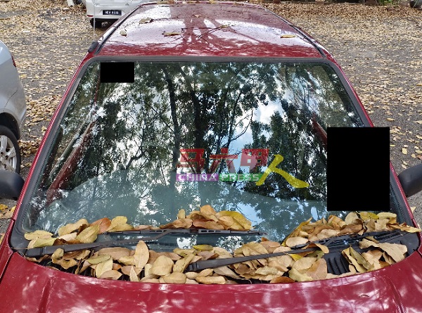 车子的挡风玻璃也留下落叶。