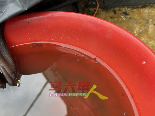 记者到默迪卡花园视察时，发现一个积水的器皿已经滋生许多蚊子。