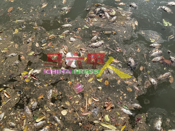 河面上不只有鱼尸，还漂浮垃圾。