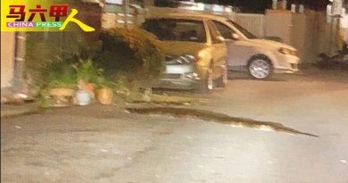 花园草场角落成丛林 蟒蛇出没     吓坏居民