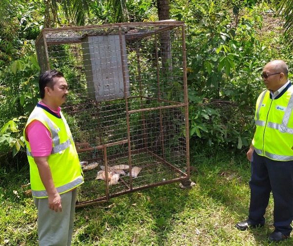 野生动物保护及国家公园局工作人员，把捕捉野猴的铁笼设于大道休息站。