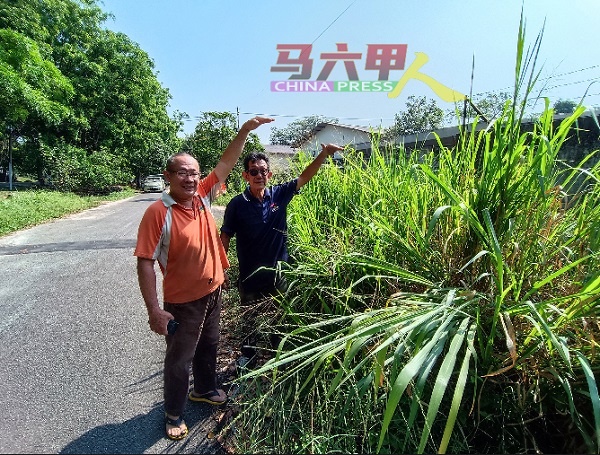 邱焕光（左起）与邱焕新指杂草5年未获清理，已经长得比成人还高。