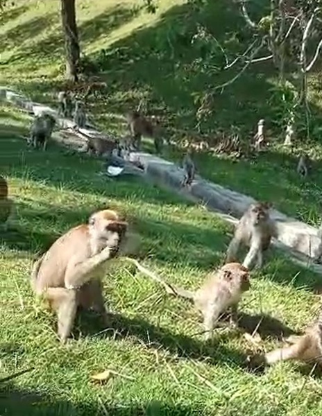 野猴一般在早上或傍晚外出觅食。
