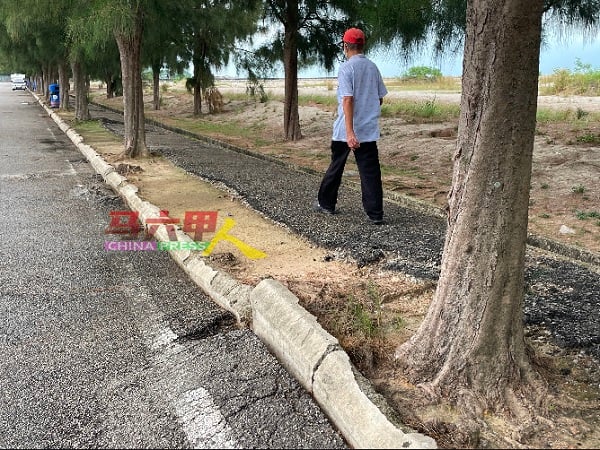 大树树根破坏行人走道，造成民众必须“步步为营”。