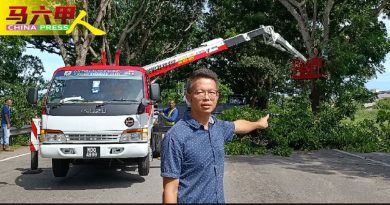 修剪50棵茂盛大树 DSH路大桥路段　封路