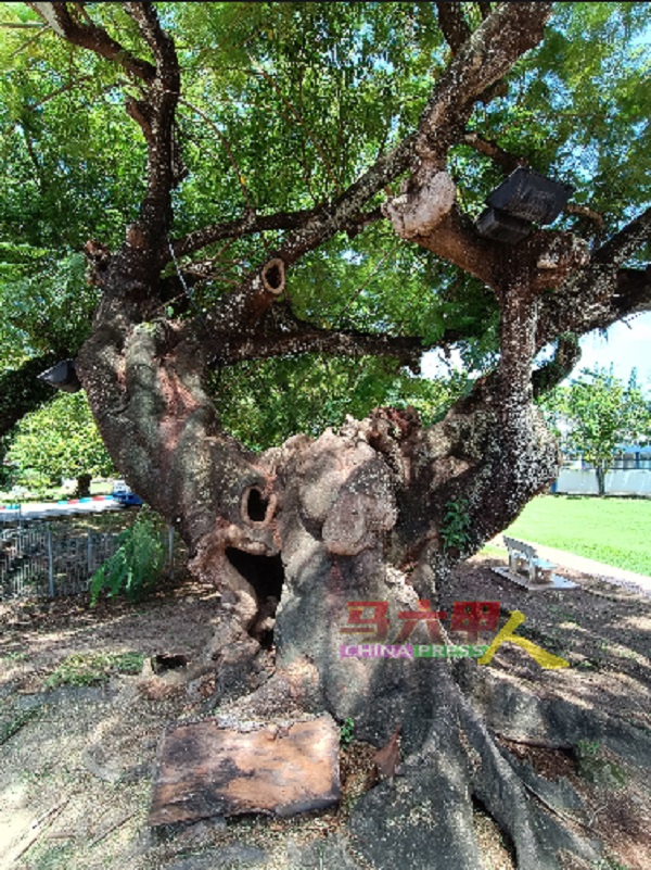■外形奇特的百年老树，是默迪卡公园具价值的大自然资产。