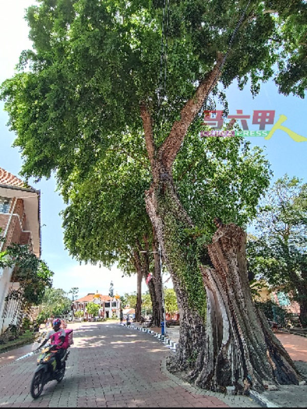 ■默迪卡公园周围及附近栽种许多参天巨树，不仅充满历史与价值，更为游客们遮阳，营造绿意盎然的环境。