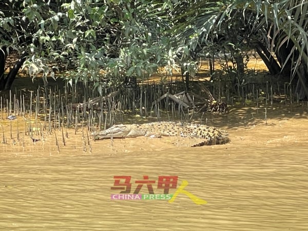 幸运的话，访客还有机会在巴也叻峇河及森州林茂河一带，发现鳄鱼晒日光浴的踪影。