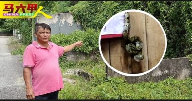 荒废屋   变  小树林 杂草丛生引蛇鼠蚊虫