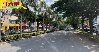 万佳市主要道路安全岛  灯光暗 树遮挡   不安全