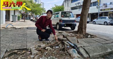 走道地砖遭树根破坏 凹凸不平      好危险！