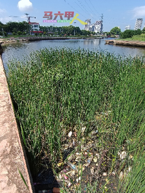 久未清理的河段，已生长许多茂盛的杂草，并导致许多垃圾搁浅堆积其中。
