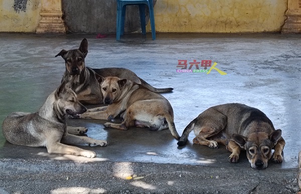 ■马六甲各地方面对许多流浪狗课题。