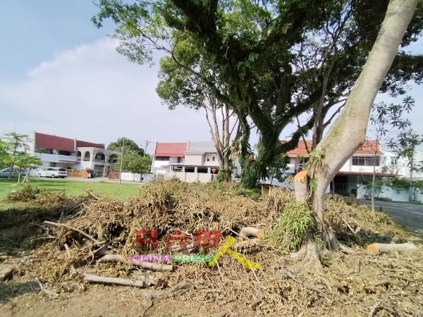 草地上4棵大树获得修剪。