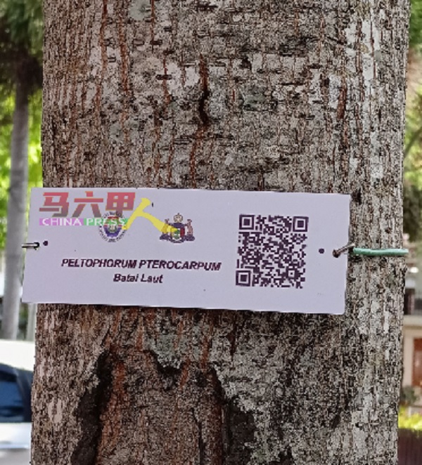 ■市民及游客通过扫描二维码，就能获得相关树木的资料。