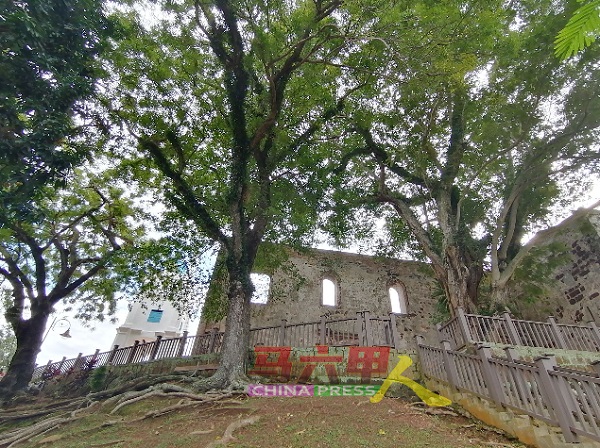 ■圣保罗山上也种植许多树木，林朝雁希望当局可以把Mytree扩大到其他地方，并纳入更多的资料，如修剪树木的时间与安全性等等。