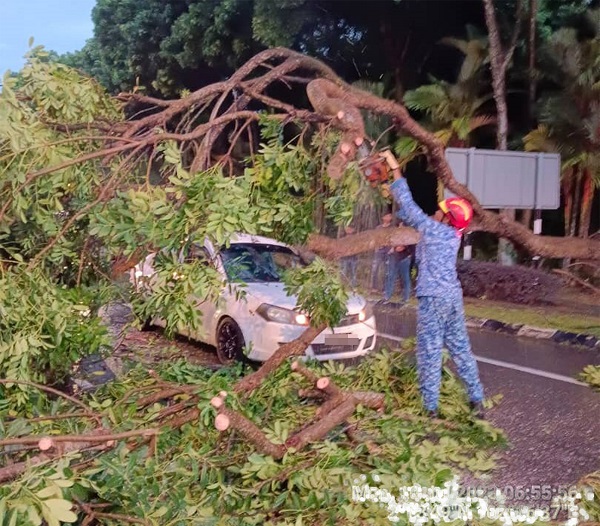 民防局队员到场协助锯断倒下的大树，随后清理现场。