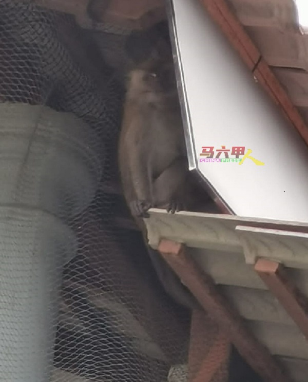 猴子转移阵地到阳台，从网的缝隙闯入阳台。