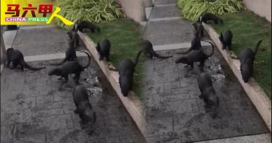 ◤今日马六甲头条◢甲河口成栖息地  水獭上岸 “吱吱”打闹