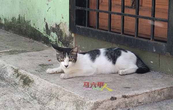 ■遭人弃养或是野生的流浪猫表现出孤独的眼神，视乎透露着无尽的渴望与无助。