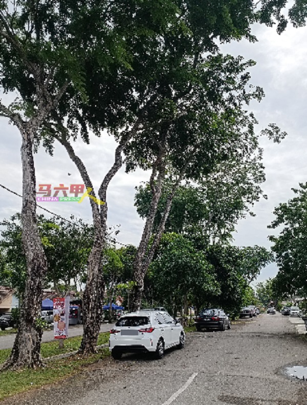 马六甲近期遇上雨天，出现树倒情况，泊在大树下的车主需谨慎留意。
