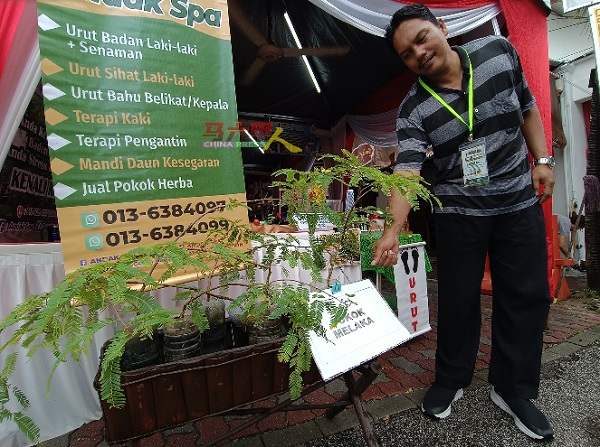商家向大众推介马六甲树的功效与用途。