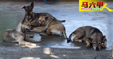 ◤甲州议会◢涉及款项庞大 暂不设流浪动物庇护中心