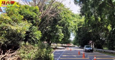 白蚁侵蚀倒下恐击中车辆  路边6枯树  砍了
