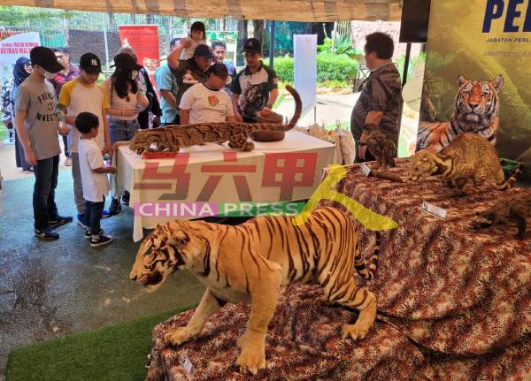 配合世界老虎日，马六甲动物园在园区内设展览，让访客欣赏动物标本。